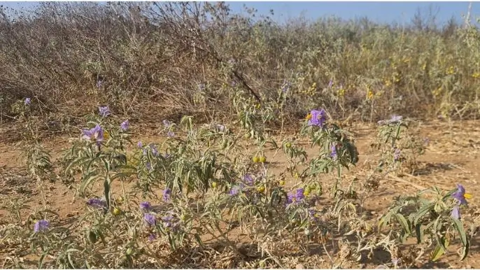 סולנום זיתני בפריחה סגולה בשטח קיצי יבש